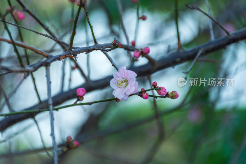 春日枝头绽放的粉嫩梅花特写