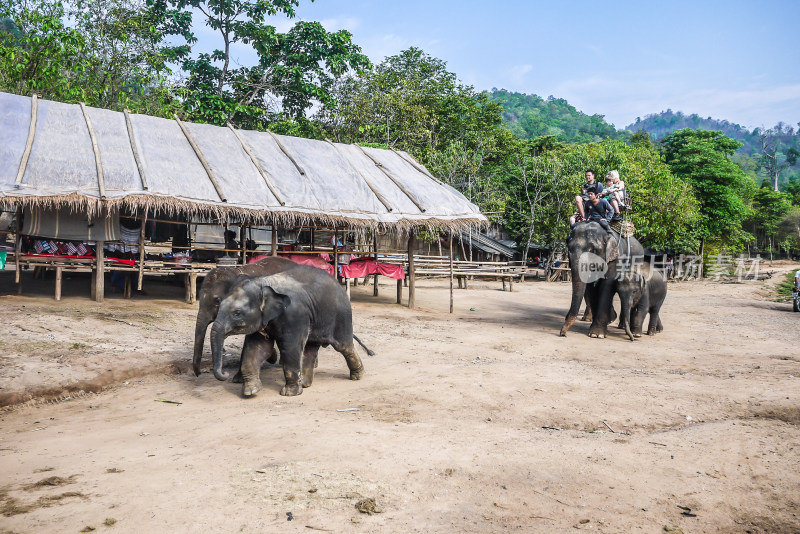 泰国清迈大象学校