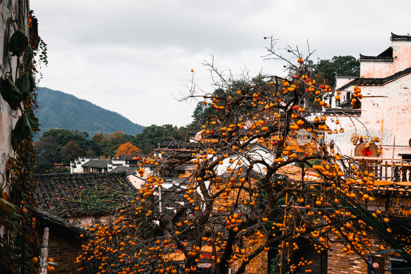 篁岭秋日柿子红