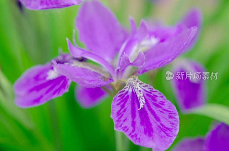 一朵紫色鸢尾花特写