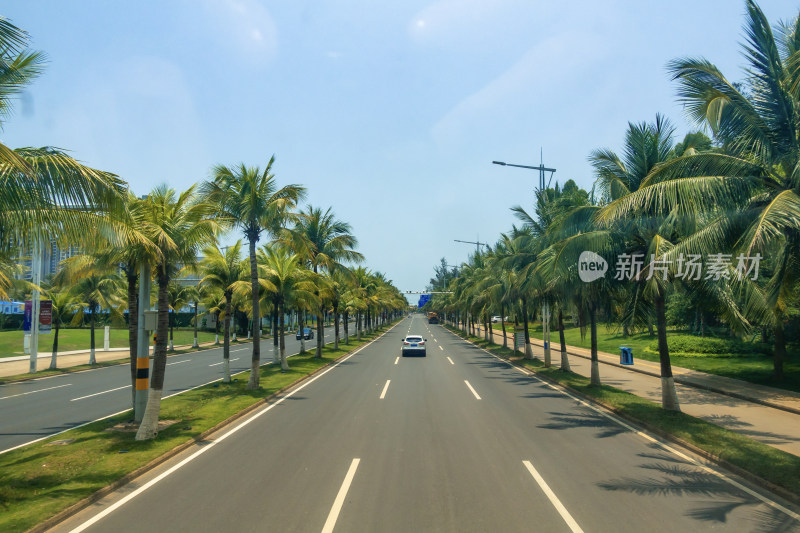 海口市滨海大道道路两旁的椰树