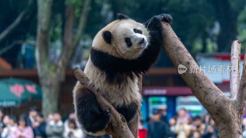 爬树的大熊猫