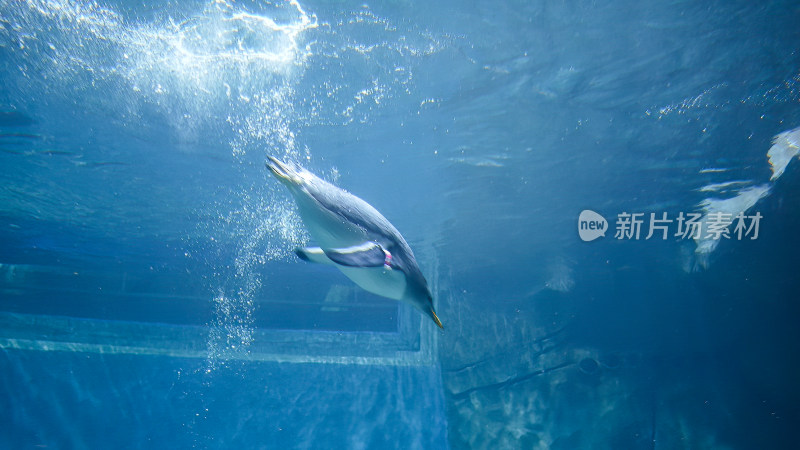 企鹅快速扎进水中游动潜水
