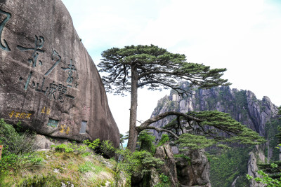 黄山迎客松