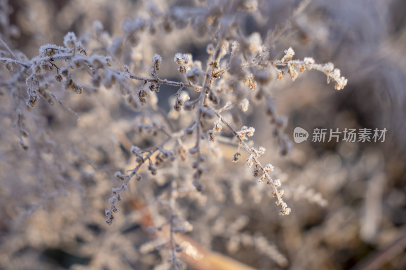 南方冬季霜冻特写