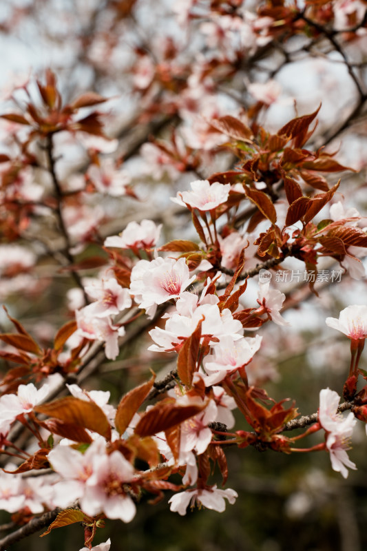 北京奥森樱花树樱花