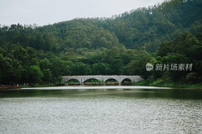 广州大夫山水杉林