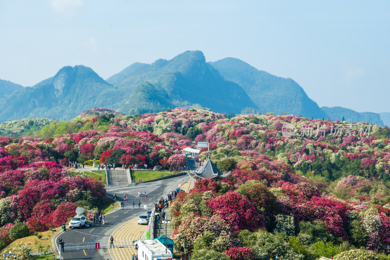 贵州百里杜鹃