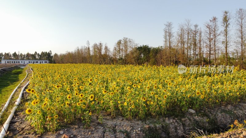 向日葵种植园