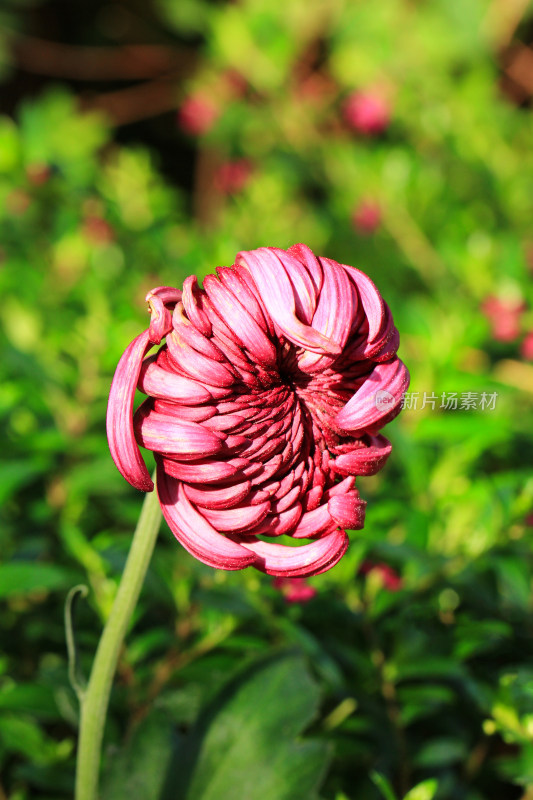 菊花鲜花实拍素材