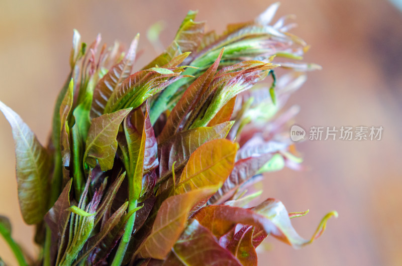 一捆香椿芽特写