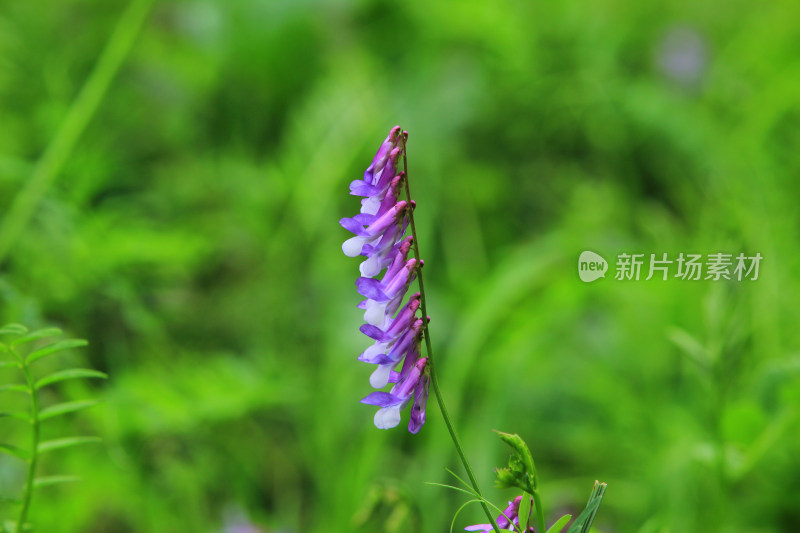 花草植物背景