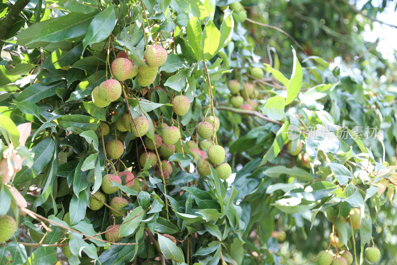 挂满荔枝的荔枝树