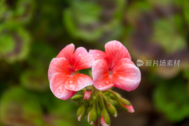 带水珠的粉色娇艳花朵