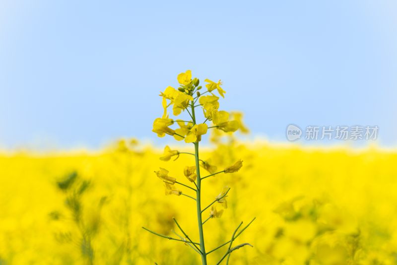 油菜花田