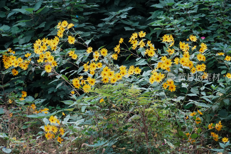 北京圆明园公园盛开的菊花