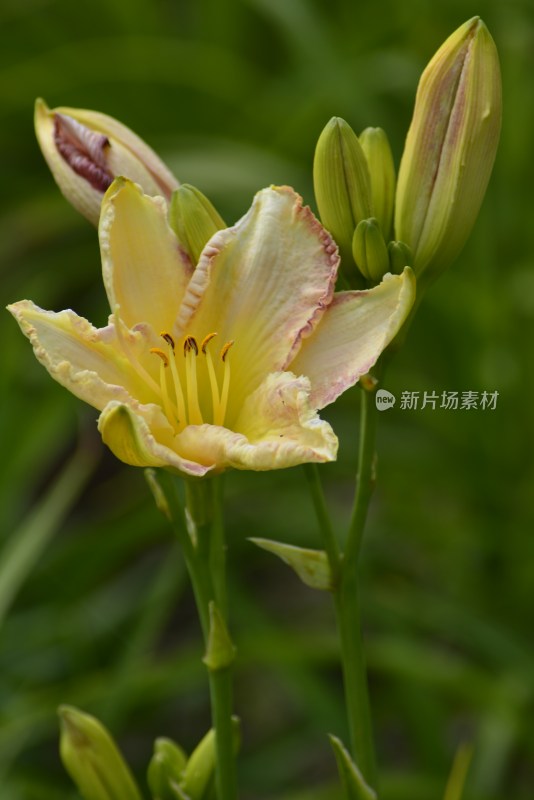 植物园的花花草草