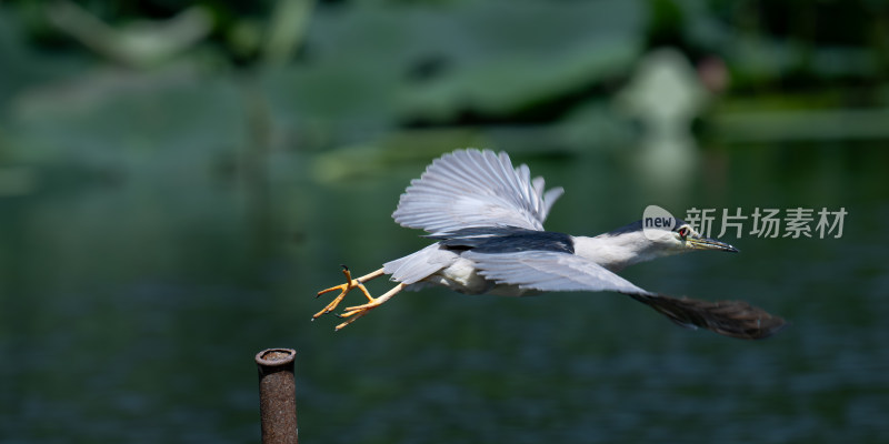 夜鹭（Nycticorax nycticorax）