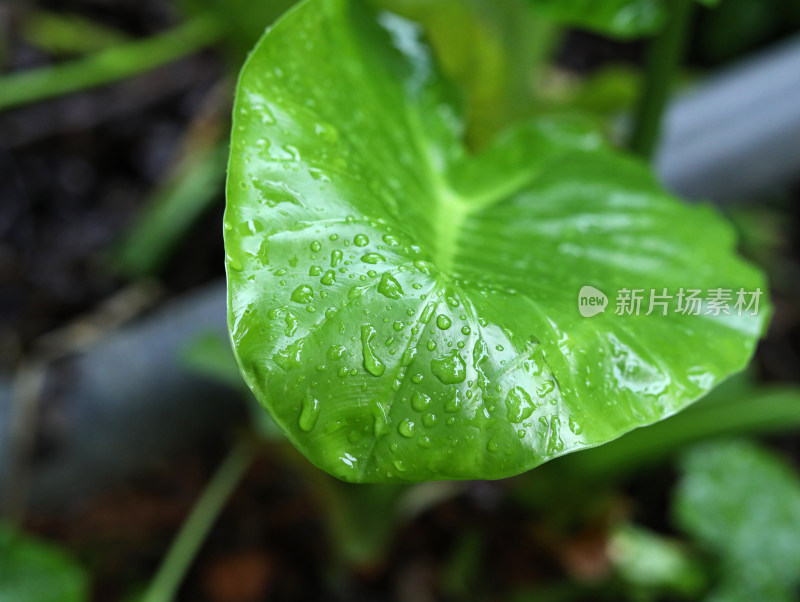 春天绿色的树叶叶子和雨滴水滴露水