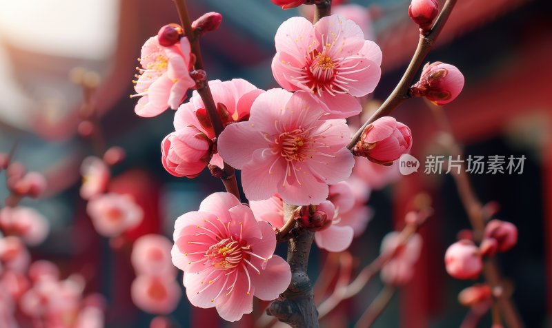 宫廷梅花盛开初春花朵清新淡雅背景