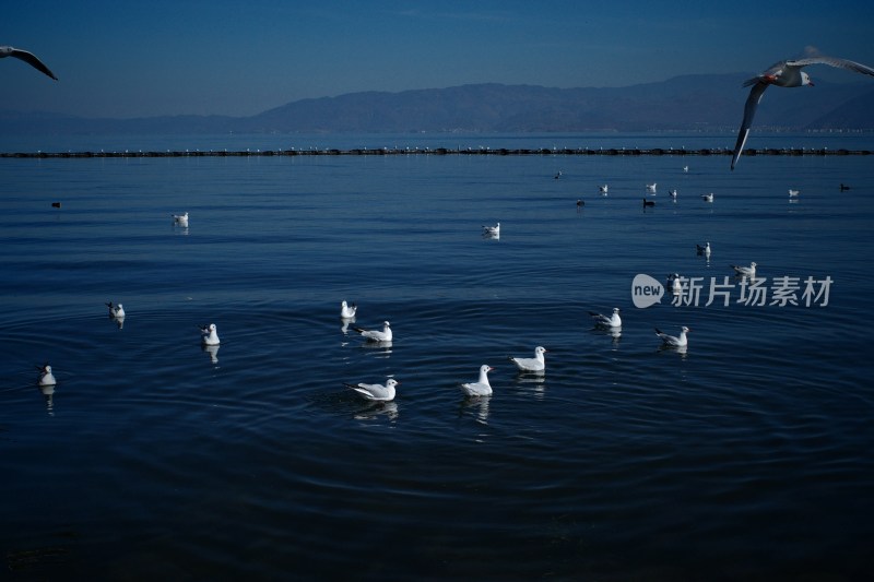 洱海上飞翔与浮游的西伯利亚海鸥