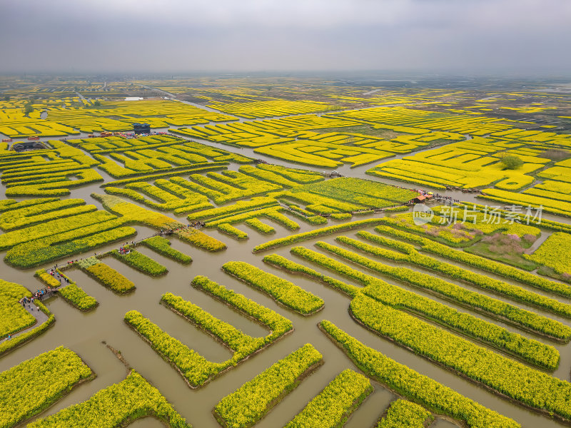 江苏扬州千垛油菜花金黄色运河航拍