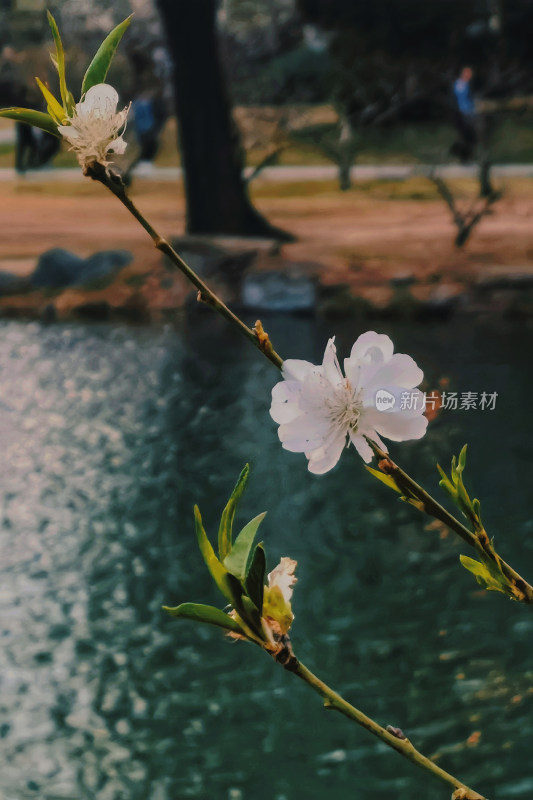 颐和园盛开的桃花美景特写