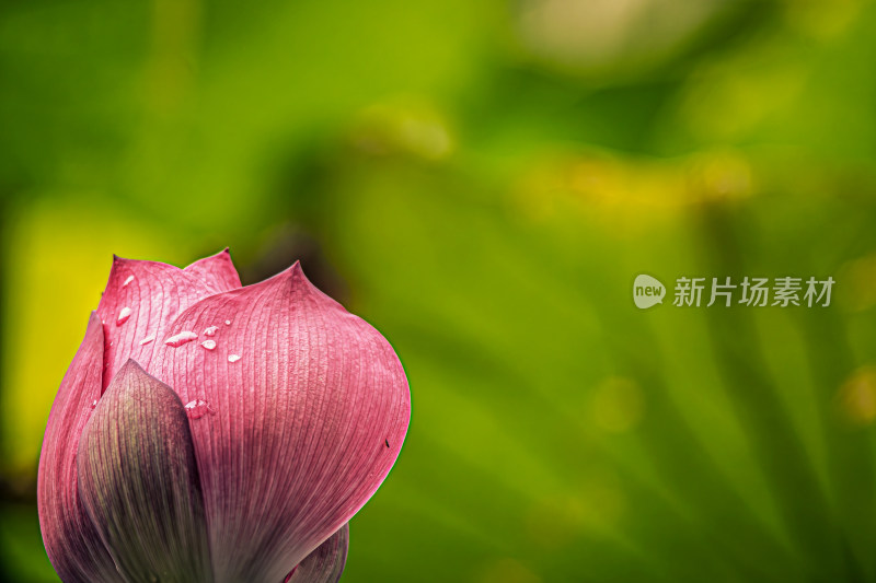 雨后荷花上的水珠