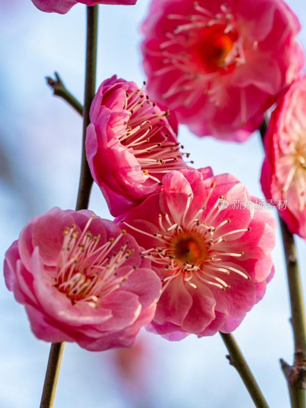 春天的梅花花开花微距