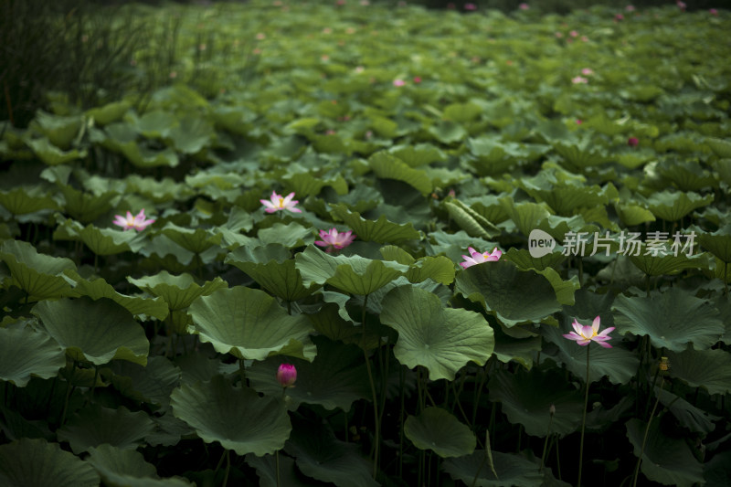 夏季公园荷塘荷叶丛中荷花特写