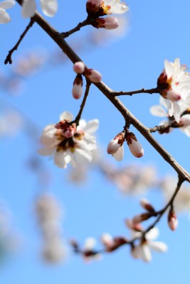 桃花花苞花蕊