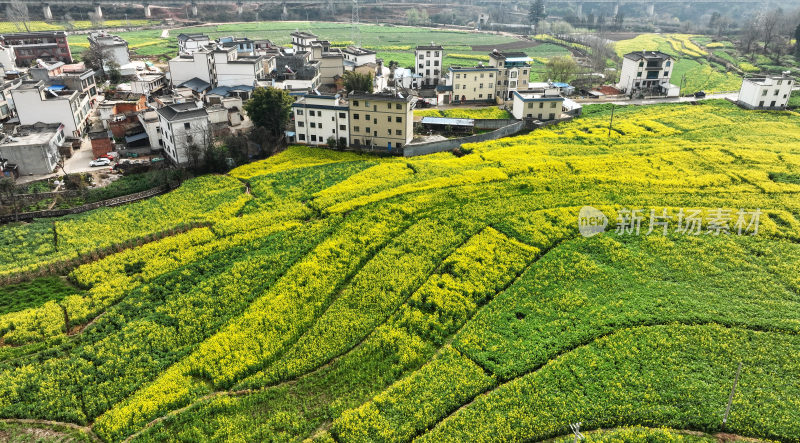 油菜花绘就田园美景