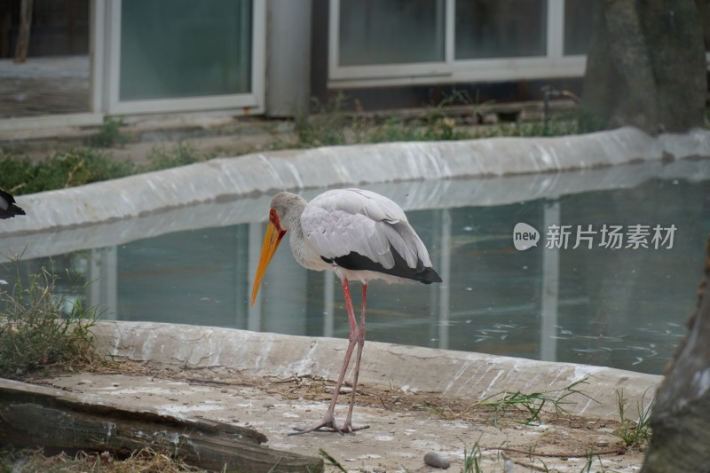 国家级保护动物白鹭鹈鹕鹳4