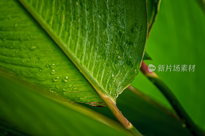 雨后晶莹剔透的绿叶