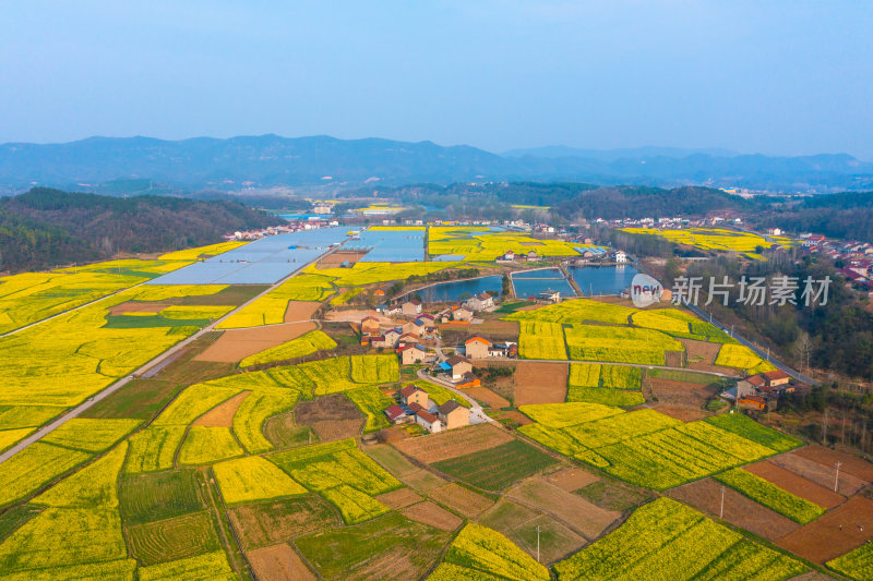 航拍春天乡村的油菜花田