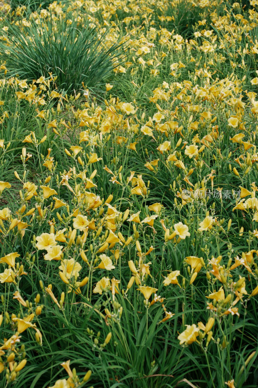 北京花乡公园萱草花