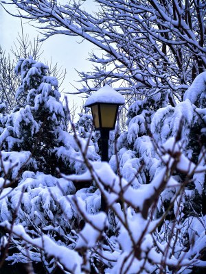 雪后景观 路灯与覆雪树木的冬日景象