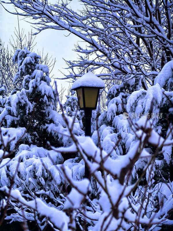 雪后景观 路灯与覆雪树木的冬日景象