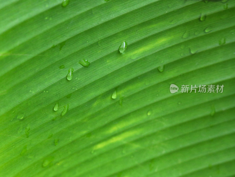 春天绿色的树叶叶子和雨滴水滴露水