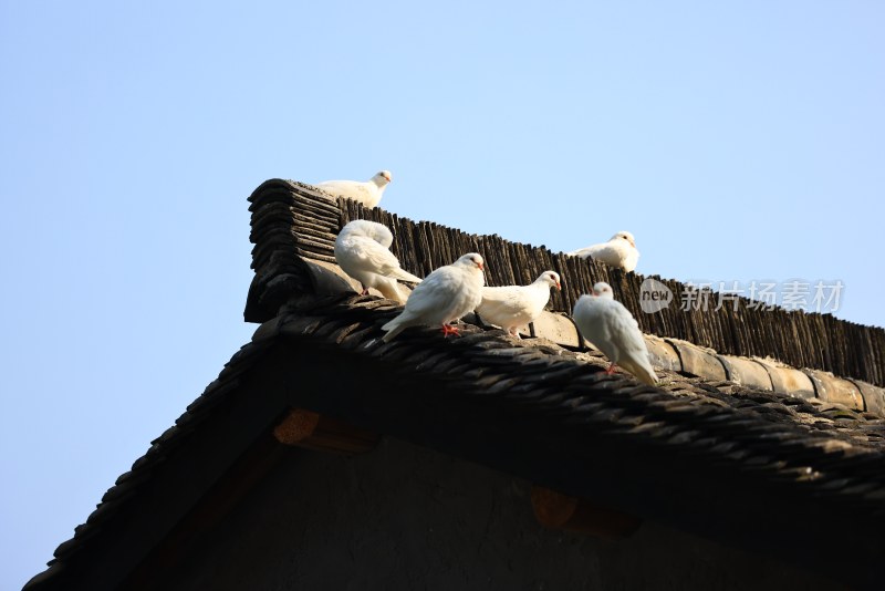 一群屋檐上的鸽子