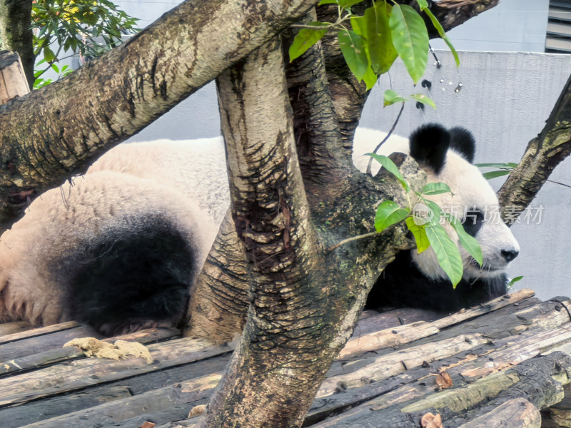 成都大熊猫繁育研究基地的大熊猫