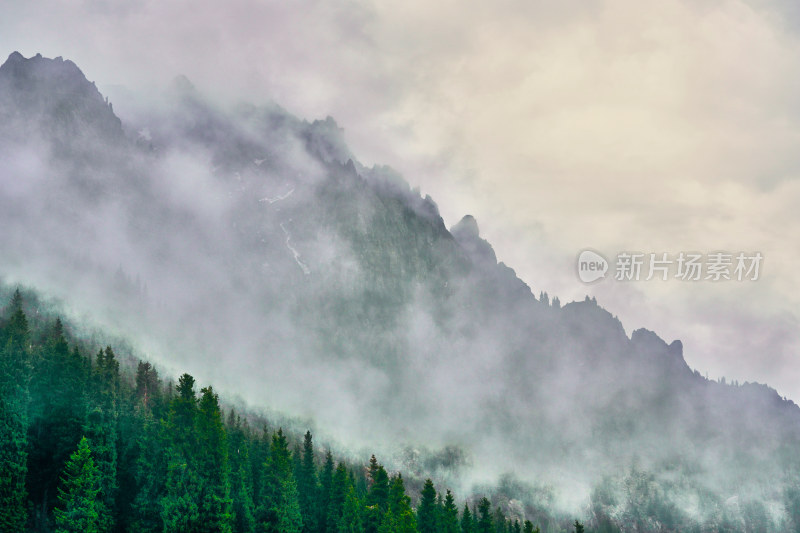 郁郁葱葱的天山