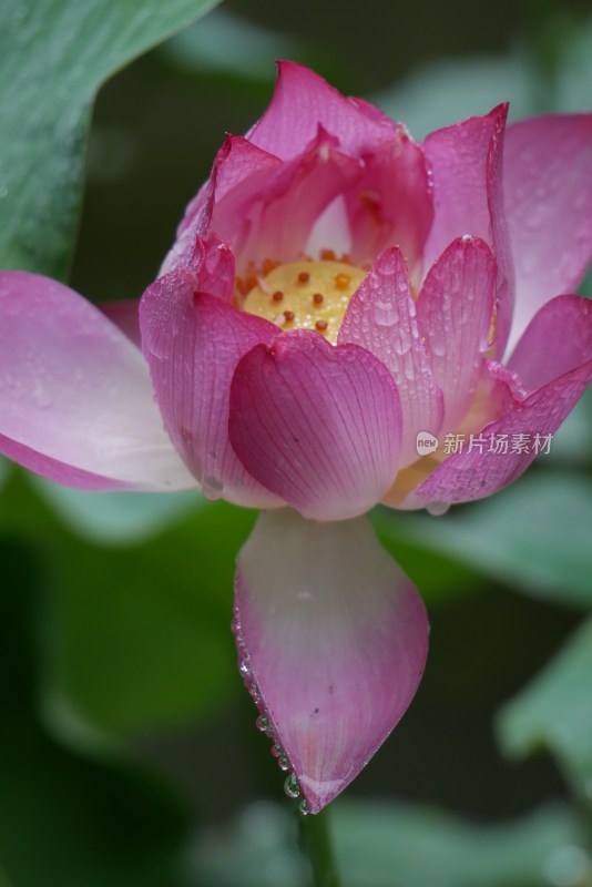 池塘里的荷花特写