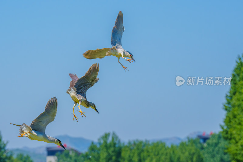 空中争抢的夜鹭鸟