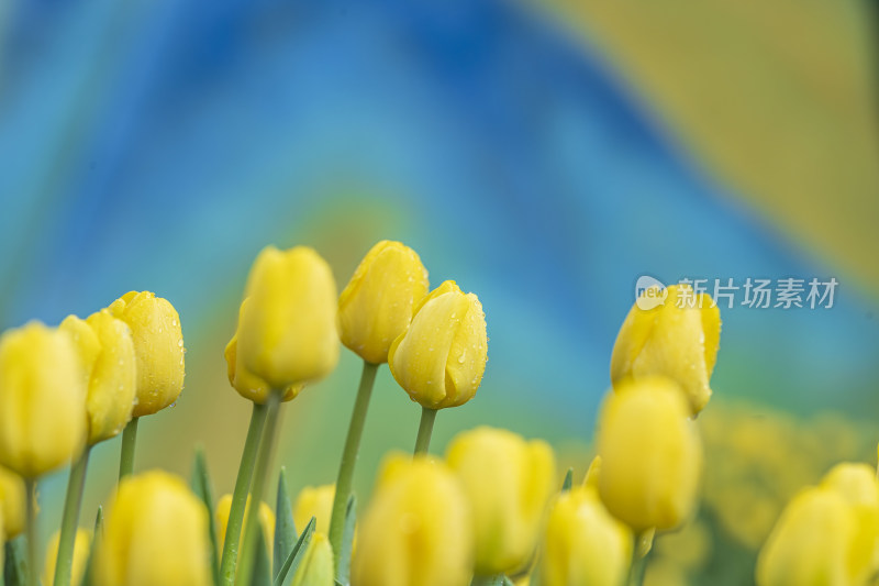 郁金香花