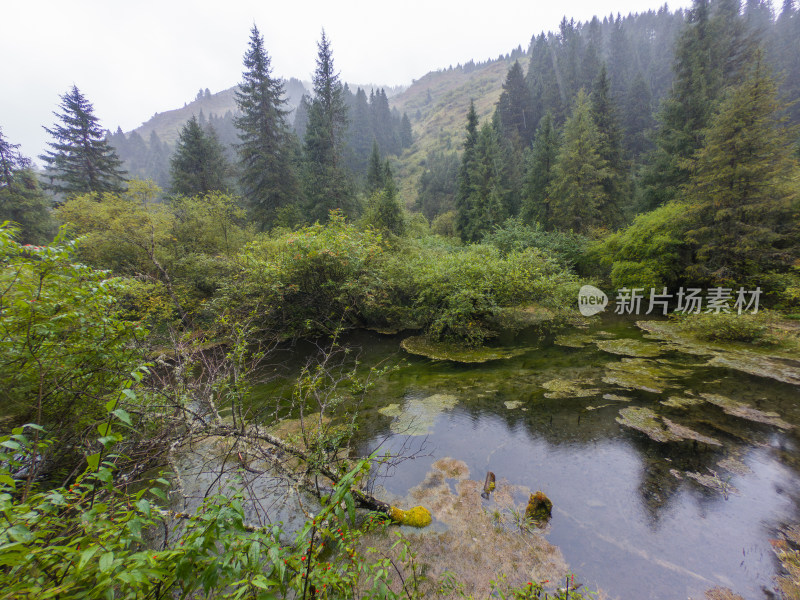 静谧的森林与湖景