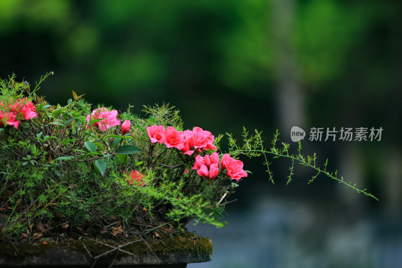 春天户外草地盛开的杜鹃花