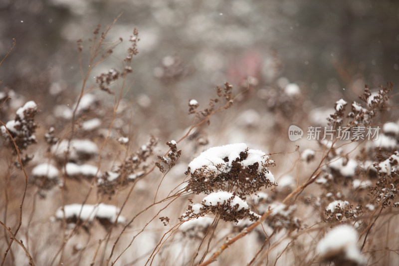 冬天干枯的植物和积雪