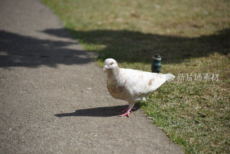 路边行走的白鸽