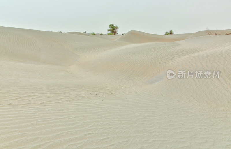 新疆塔克拉玛干沙漠胡杨树